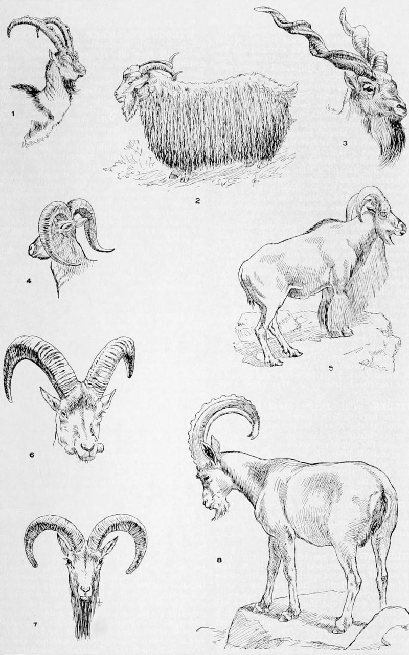 wild goat (Capra aegagrus), Angora goat (Capra aegagrus hircus), markhor (Capra falconeri), bharal (Pseudois nayaur), Barbary sheep (Ammotragus lervia), West Caucasian tur (Capra caucasica), urial (Ovis orientalis vignei), Alpine ibex (Capra ibex); DISPLAY FULL IMAGE.