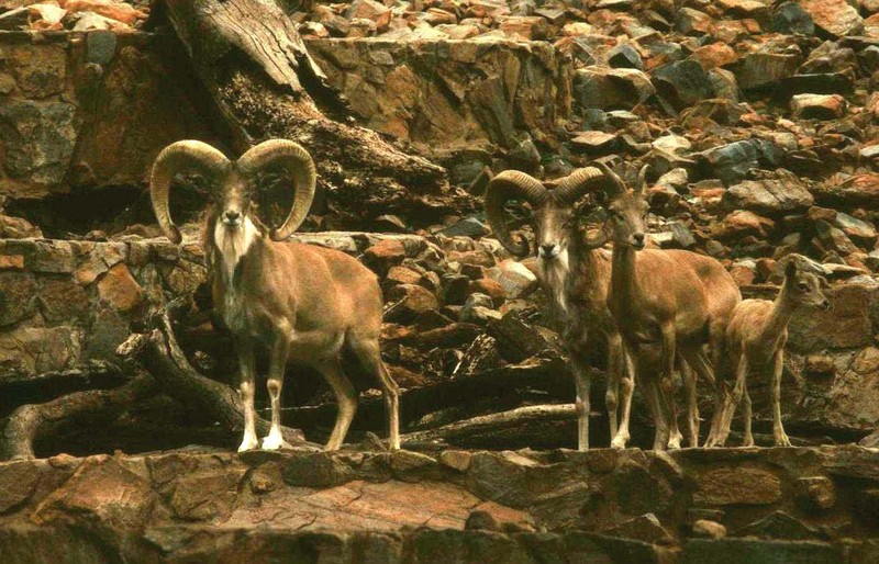 urial (Ovis orientalis vignei); DISPLAY FULL IMAGE.