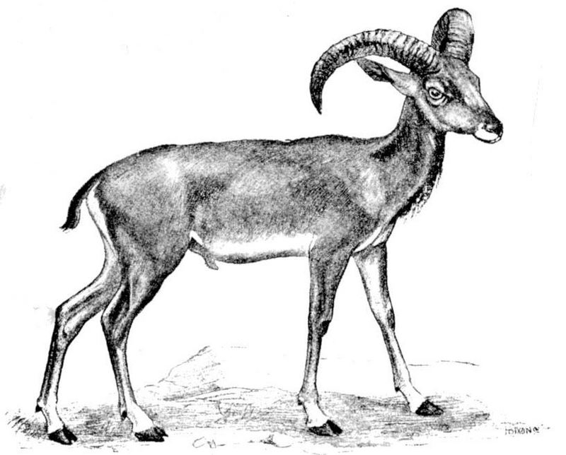 urial (Ovis orientalis vignei); DISPLAY FULL IMAGE.