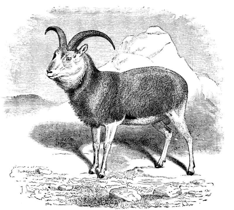 Blanford Urial or Balochistan Urial (Ovis orientalis blanfordi); DISPLAY FULL IMAGE.