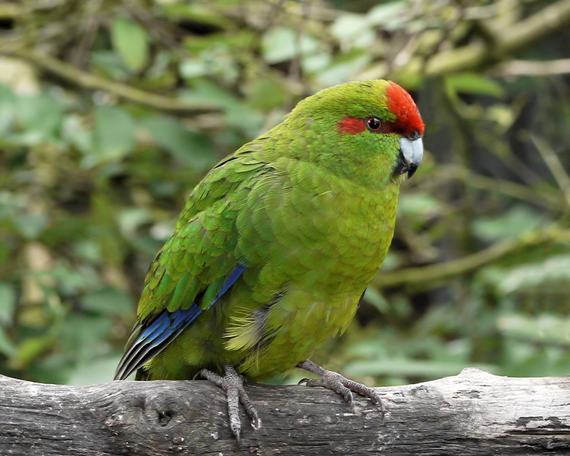 red-fronted parakeet (Cyanoramphus novaezelandiae); DISPLAY FULL IMAGE.