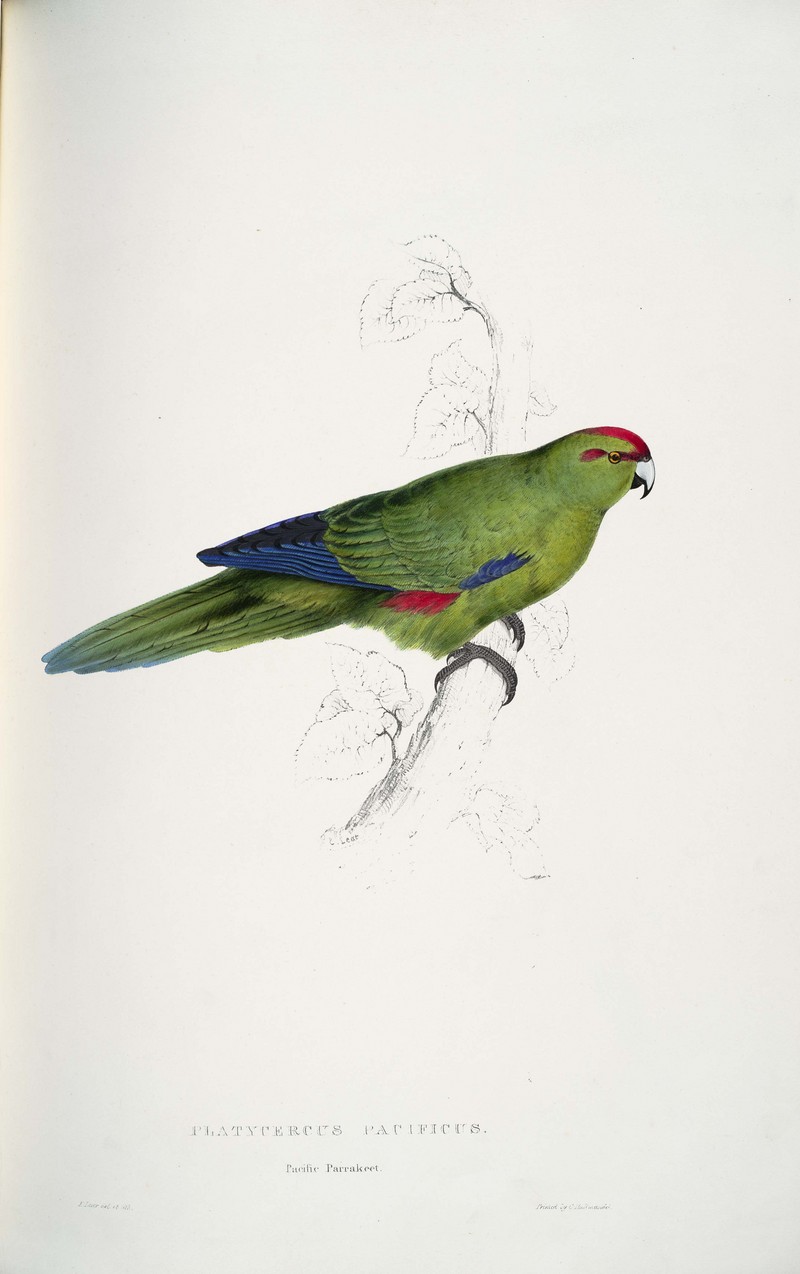 red-fronted parakeet (Cyanoramphus novaezelandiae); DISPLAY FULL IMAGE.