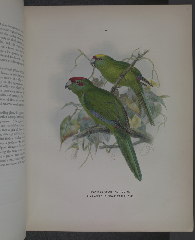 red-fronted parakeet (Cyanoramphus novaezelandiae), yellow-crowned parakeet (Cyanoramphus auriceps); DISPLAY FULL IMAGE.