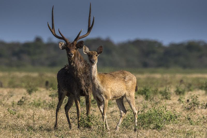 Javan rusa, Sunda sambar (Rusa timorensis); DISPLAY FULL IMAGE.