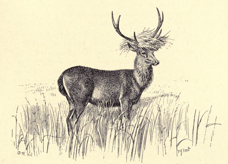 Javan rusa, Sunda sambar (Rusa timorensis); DISPLAY FULL IMAGE.
