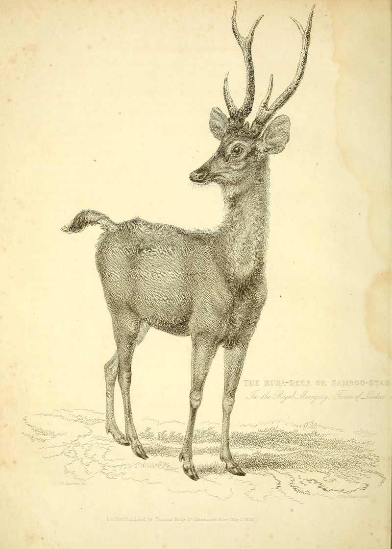 Javan rusa, Sunda sambar (Rusa timorensis); DISPLAY FULL IMAGE.