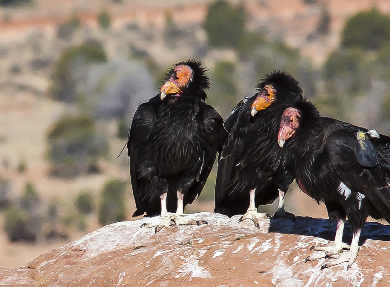 California condor (Gymnogyps californianus); DISPLAY FULL IMAGE.