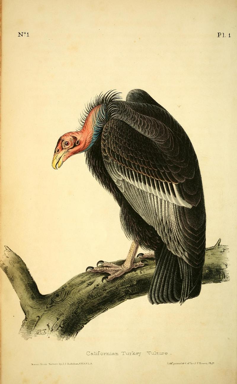 California condor (Gymnogyps californianus); DISPLAY FULL IMAGE.