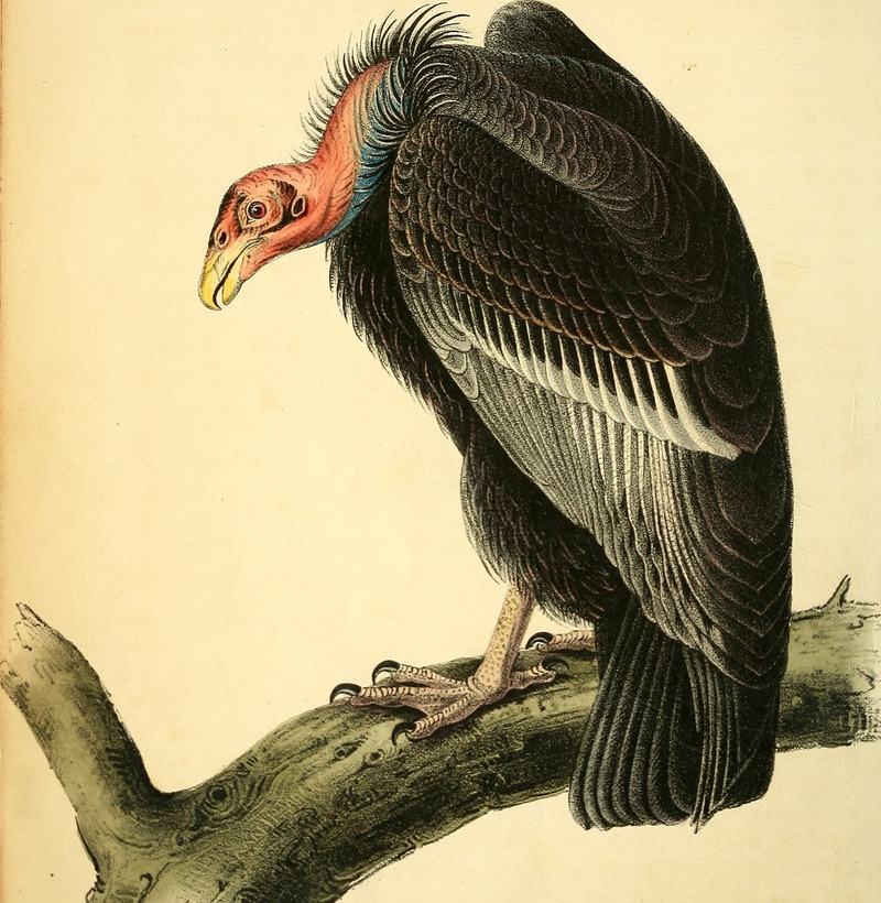 California condor (Gymnogyps californianus); DISPLAY FULL IMAGE.