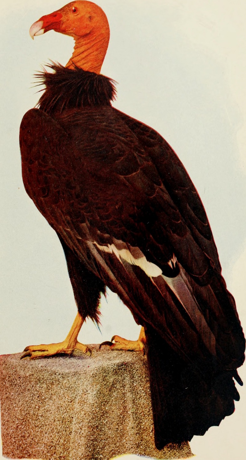 California condor (Gymnogyps californianus); DISPLAY FULL IMAGE.