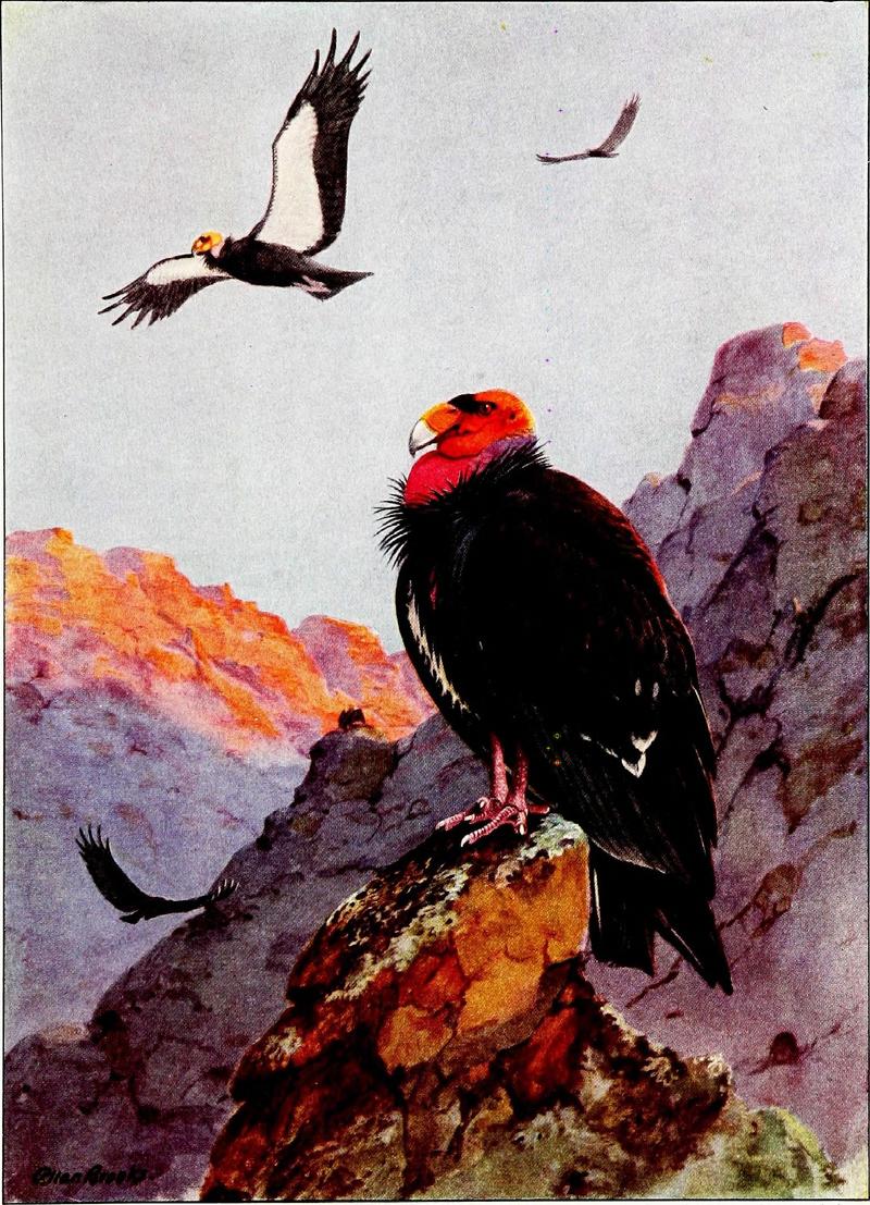 California condor (Gymnogyps californianus); DISPLAY FULL IMAGE.