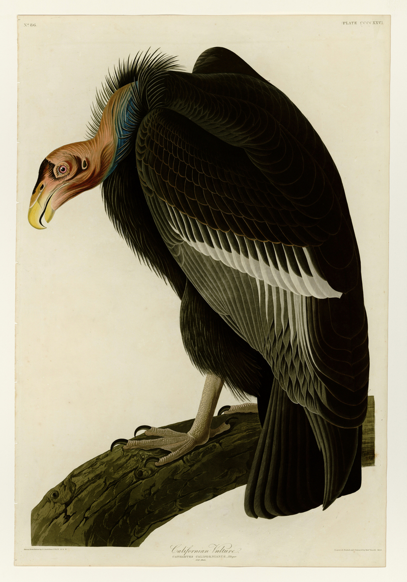 California condor (Gymnogyps californianus); DISPLAY FULL IMAGE.