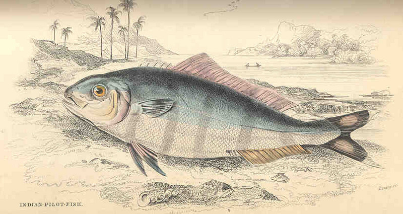 pilot fish (Naucrates ductor); DISPLAY FULL IMAGE.