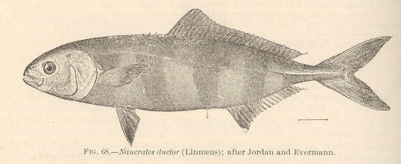 pilot fish (Naucrates ductor); DISPLAY FULL IMAGE.