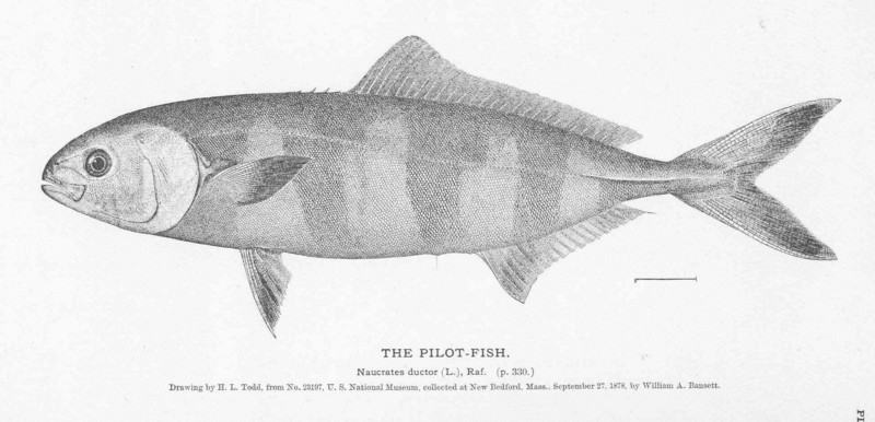 pilot fish (Naucrates ductor); DISPLAY FULL IMAGE.