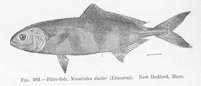 pilot fish (Naucrates ductor); DISPLAY FULL IMAGE.