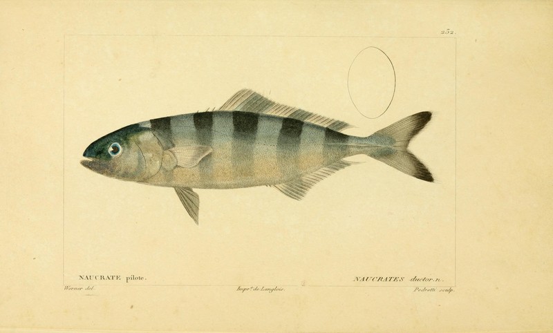 pilot fish (Naucrates ductor); DISPLAY FULL IMAGE.