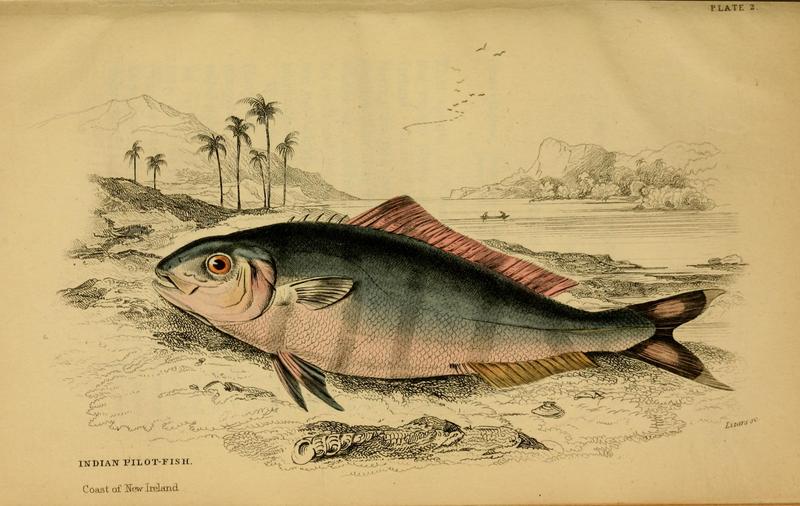 pilot fish (Naucrates ductor); DISPLAY FULL IMAGE.