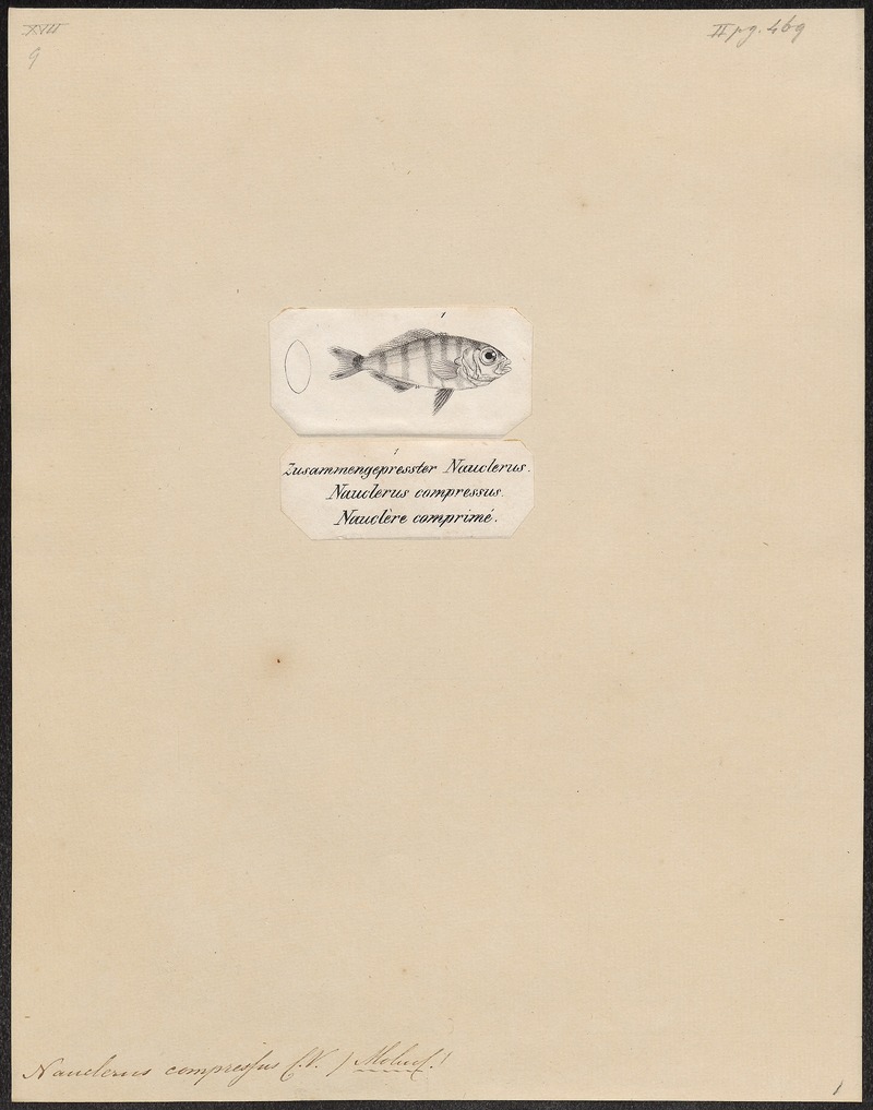 pilot fish (Naucrates ductor); DISPLAY FULL IMAGE.