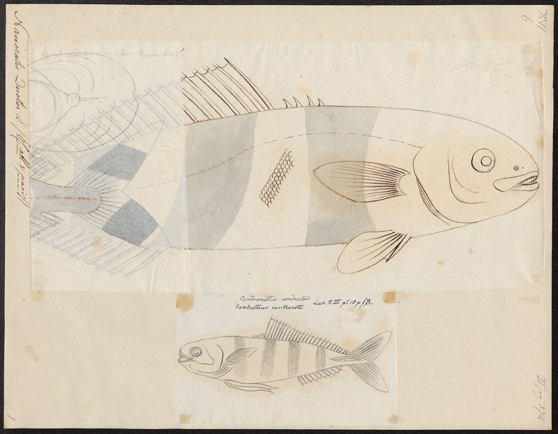 pilot fish (Naucrates ductor); DISPLAY FULL IMAGE.