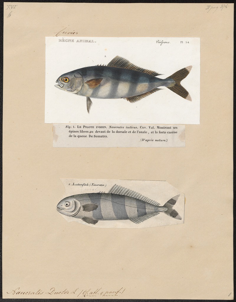 pilot fish (Naucrates ductor); DISPLAY FULL IMAGE.