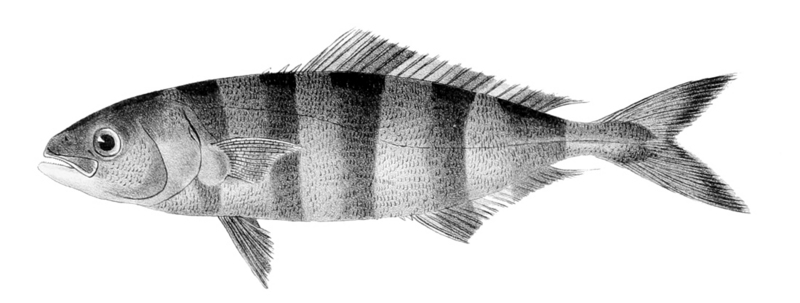 pilot fish (Naucrates ductor); DISPLAY FULL IMAGE.