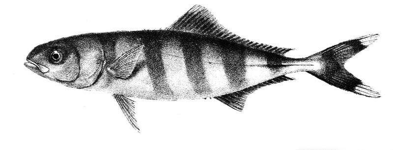 pilot fish (Naucrates ductor); DISPLAY FULL IMAGE.