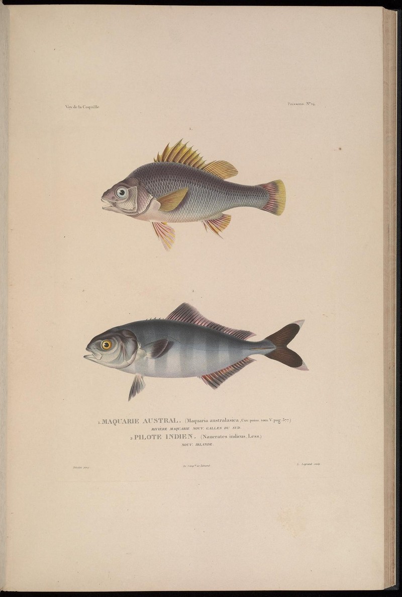 Macquarie perch (Macquaria australasica), pilot fish (Naucrates ductor); DISPLAY FULL IMAGE.