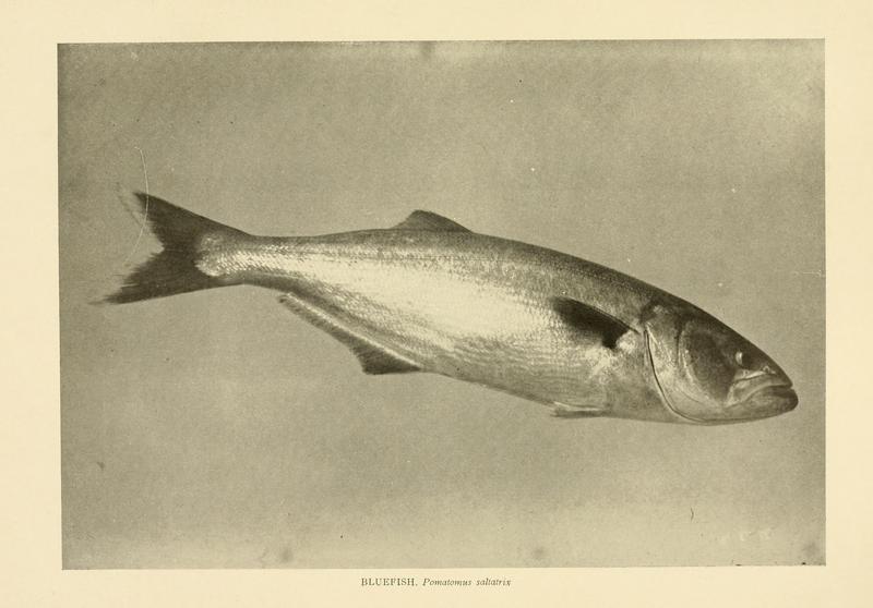 bluefish (Pomatomus saltatrix); DISPLAY FULL IMAGE.