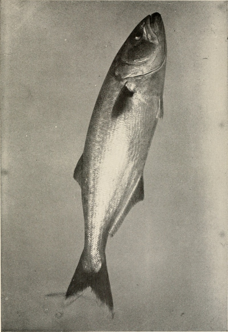 bluefish (Pomatomus saltatrix); DISPLAY FULL IMAGE.