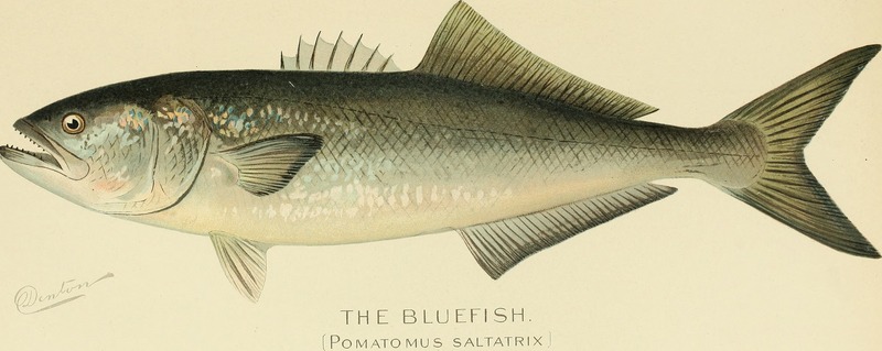 bluefish (Pomatomus saltatrix); DISPLAY FULL IMAGE.
