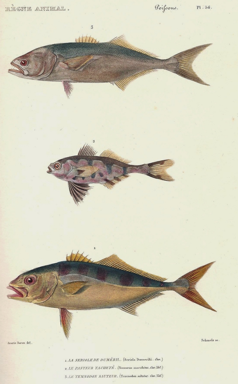 bluefish (Pomatomus saltatrix), man-of-war fish (Nomeus gronovii), greater amberjack (Seriola dumerili); DISPLAY FULL IMAGE.