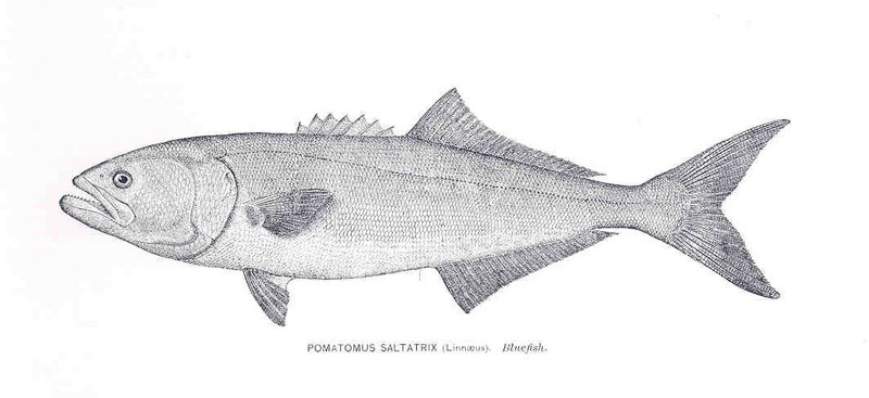 bluefish (Pomatomus saltatrix); DISPLAY FULL IMAGE.