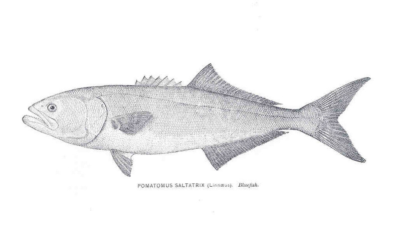 bluefish (Pomatomus saltatrix); DISPLAY FULL IMAGE.