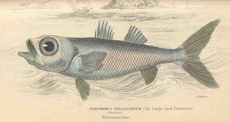 bluefish (Pomatomus saltatrix); DISPLAY FULL IMAGE.