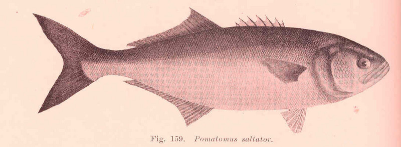 bluefish (Pomatomus saltatrix); DISPLAY FULL IMAGE.