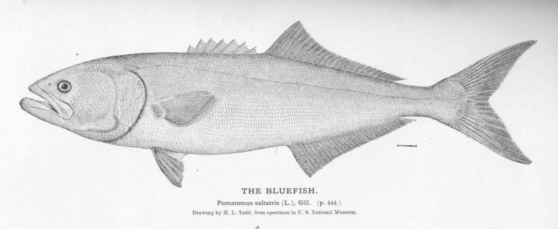 bluefish (Pomatomus saltatrix); DISPLAY FULL IMAGE.