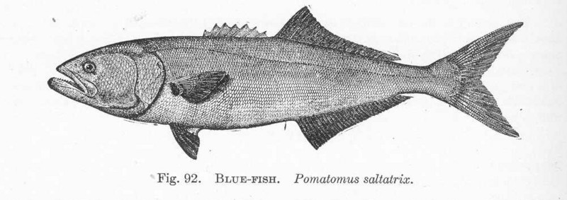 bluefish (Pomatomus saltatrix); DISPLAY FULL IMAGE.