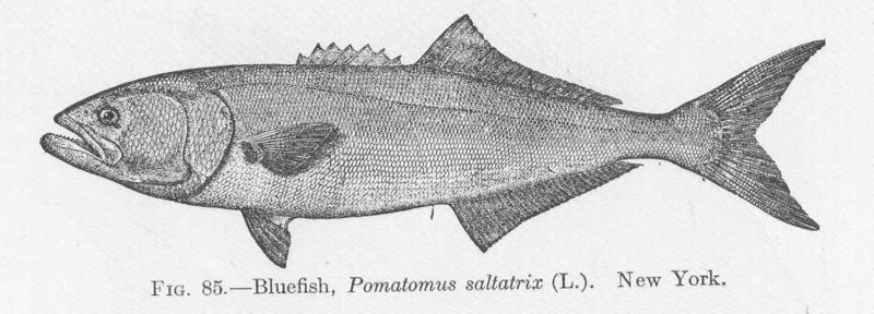 bluefish (Pomatomus saltatrix); DISPLAY FULL IMAGE.