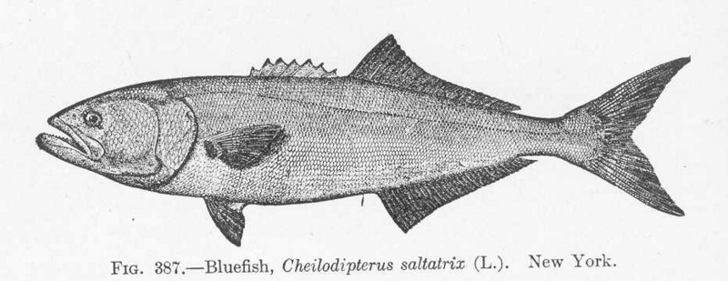 bluefish (Pomatomus saltatrix); DISPLAY FULL IMAGE.