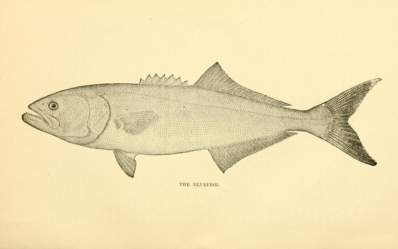 bluefish (Pomatomus saltatrix); DISPLAY FULL IMAGE.