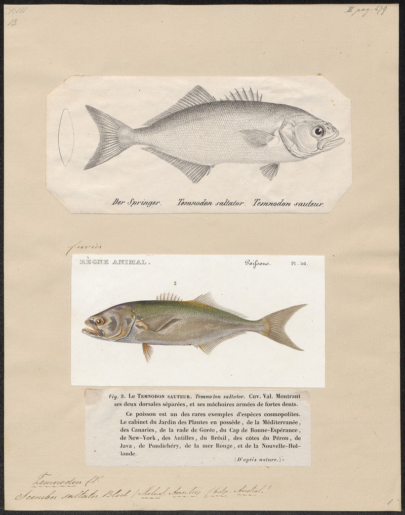 bluefish (Pomatomus saltatrix); DISPLAY FULL IMAGE.