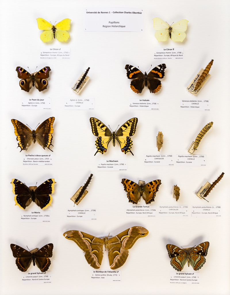 common brimstone (Gonepteryx rhamni), European peacock (Aglais io), red admiral (Vanessa atalanta), two-tailed pasha (Charaxes jasius), common yellow swallowtail (Papilio machaon), Camberwell beauty (Nymphalis antiopa), blackleg tortoiseshell (Nymphalis polychloros), poplar admiral (Limenitis populi), ailanthus silkmoth (Samia cynthia); DISPLAY FULL IMAGE.