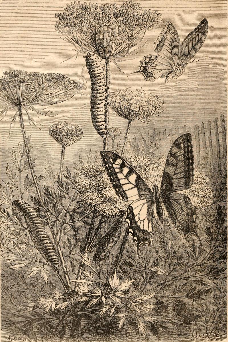 Old World swallowtail, common yellow swallowtail (Papilio machaon); DISPLAY FULL IMAGE.