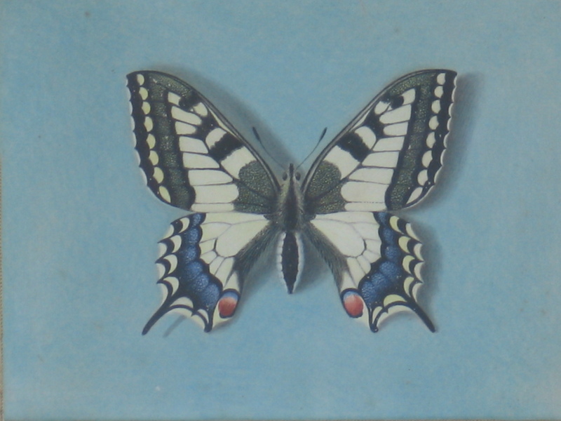 Old World swallowtail, common yellow swallowtail (Papilio machaon); DISPLAY FULL IMAGE.