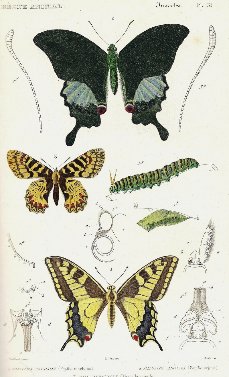 Paris peacock (Papilio paris), southern festoon (Zerynthia polyxena), common yellow swallowtail (Papilio machaon); DISPLAY FULL IMAGE.