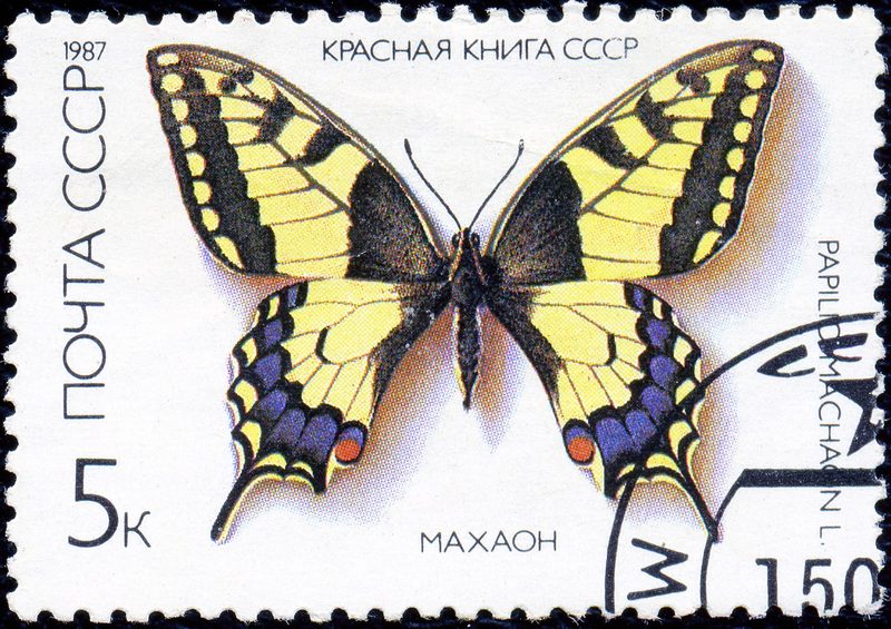 Old World swallowtail, common yellow swallowtail (Papilio machaon); DISPLAY FULL IMAGE.