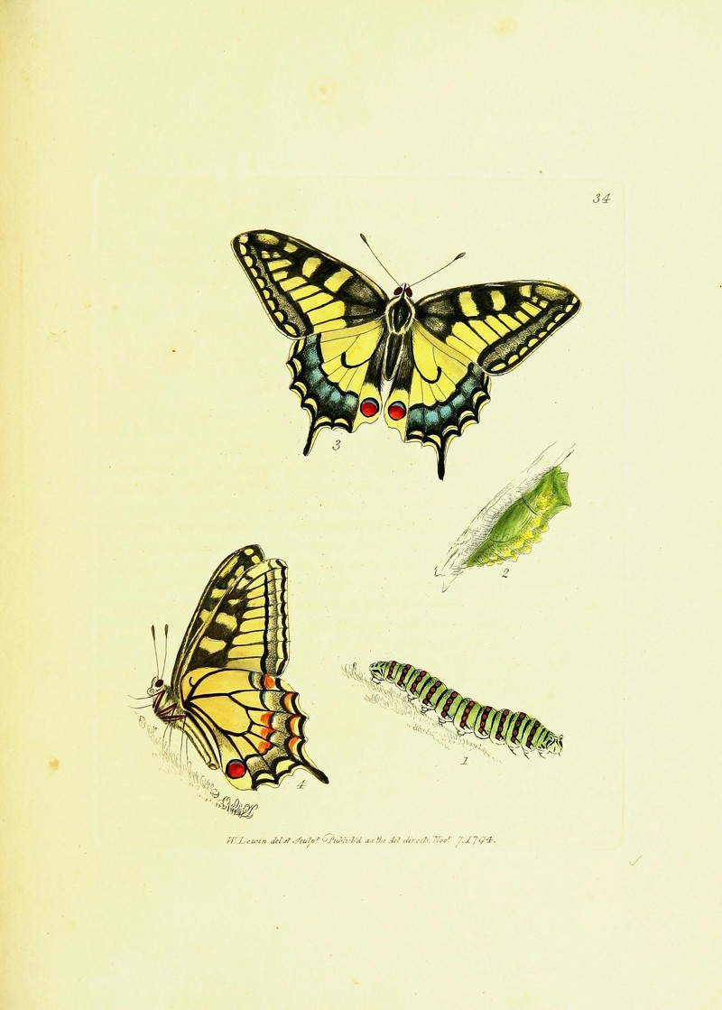 Old World swallowtail, common yellow swallowtail (Papilio machaon); DISPLAY FULL IMAGE.