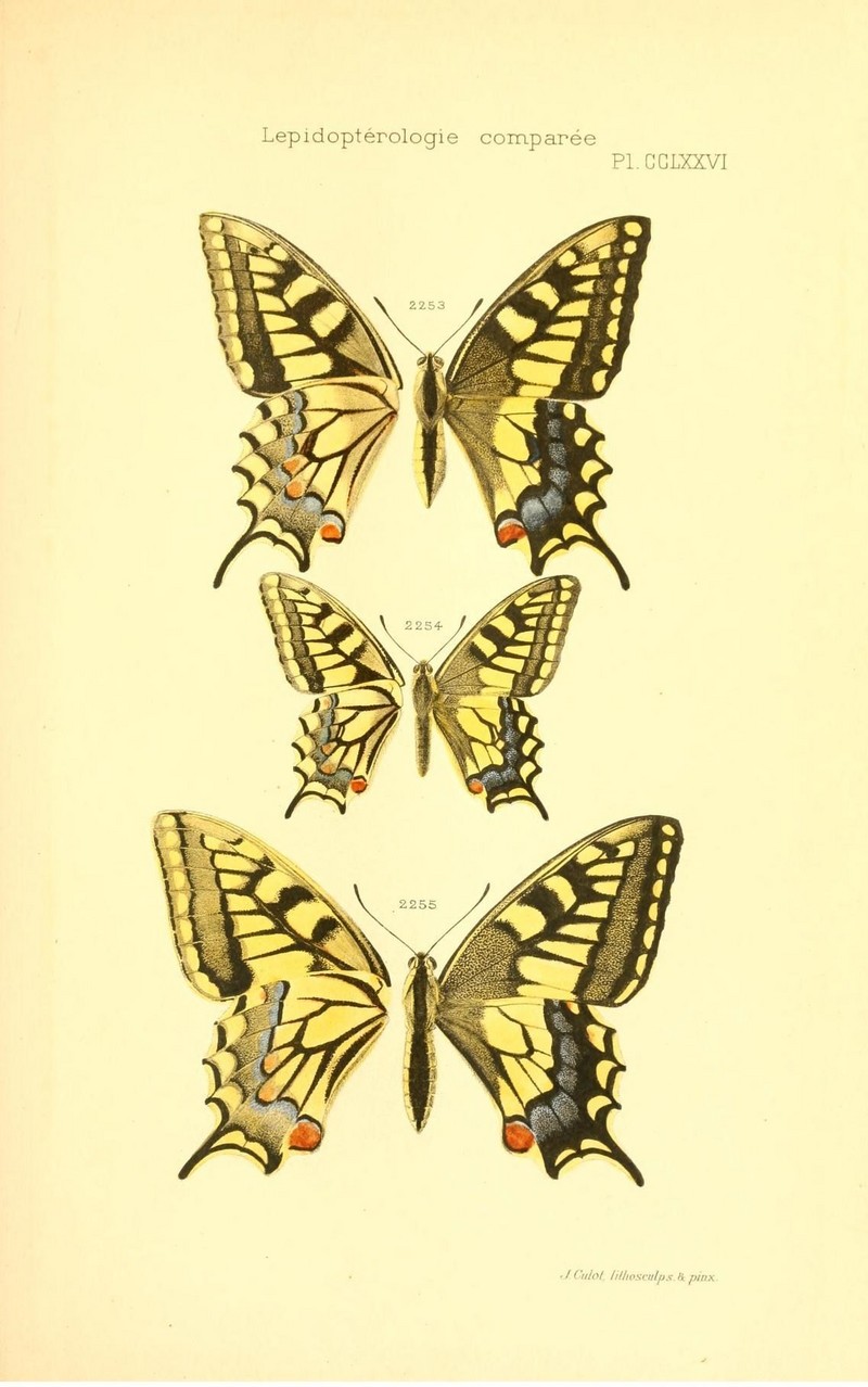 Old World swallowtail, common yellow swallowtail (Papilio machaon); DISPLAY FULL IMAGE.