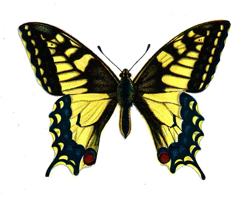 Old World swallowtail, common yellow swallowtail (Papilio machaon); DISPLAY FULL IMAGE.